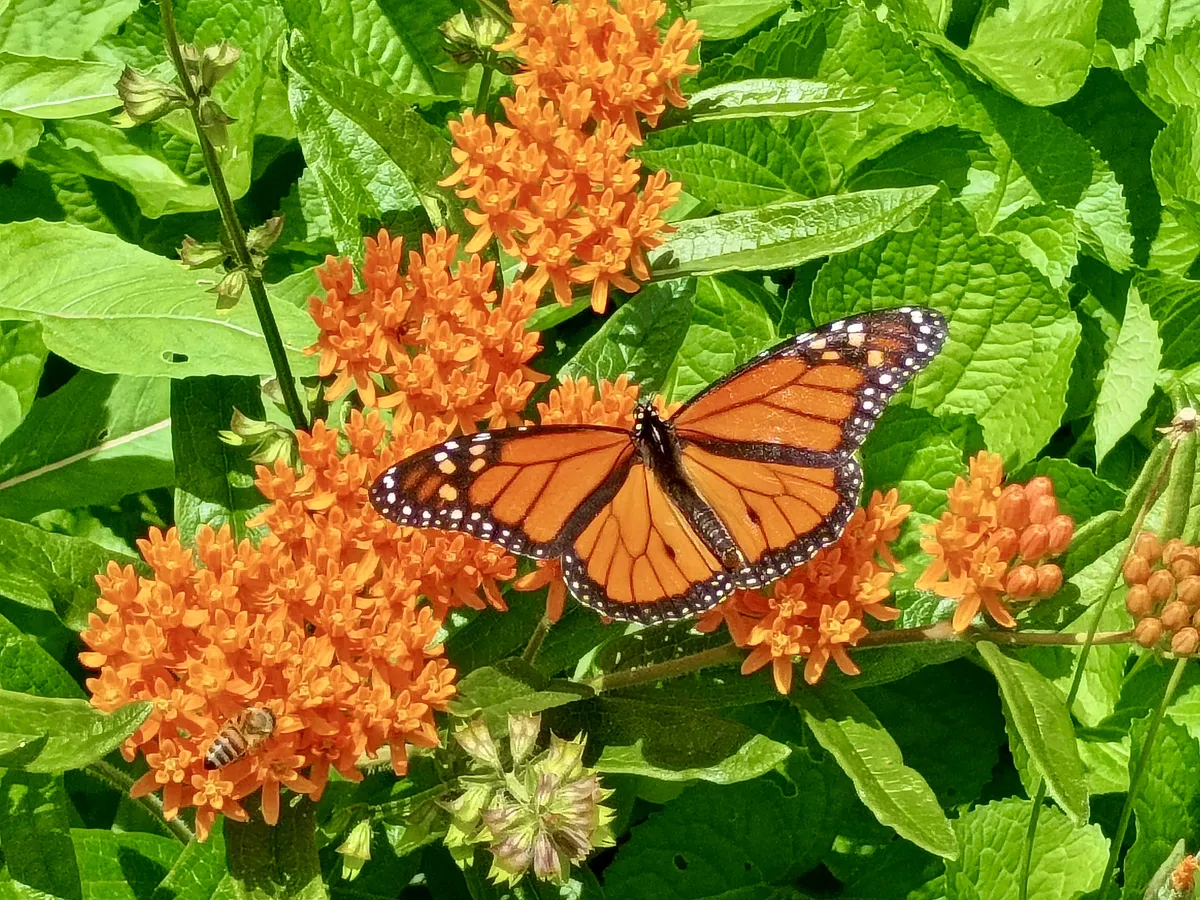 Monarch on Butterfly Milkweed